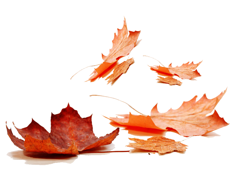 Leaves